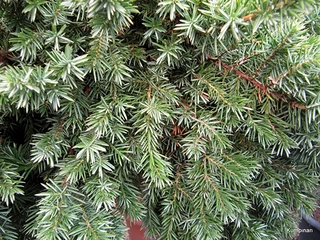 Ardıç Ağacı Çeşitleri Nelerdir?