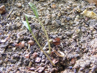 Ardıç Ağacı Tohumu Türleri ve Özellikleri