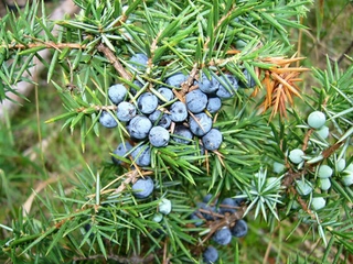 Ardıç Üzümü Türleri ve Özellikleri